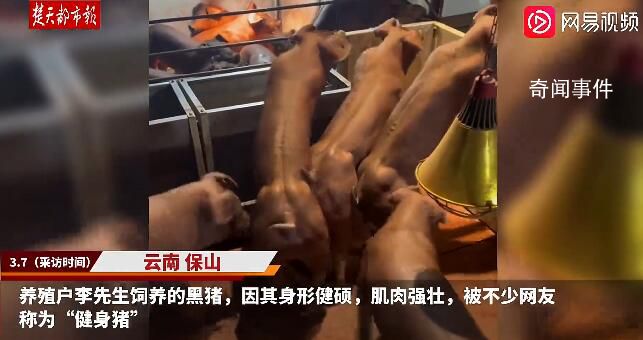 云南“健身猪”走红一头最高卖8万 主要用于配种