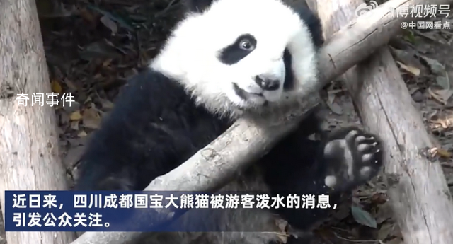 向熊猫福菀泼水3游客身份未确定 几人迅速逃走
