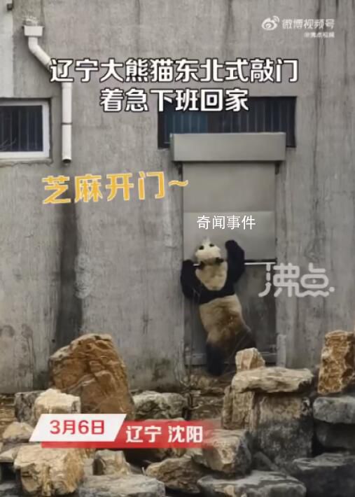 大熊猫着急下班哐哐敲铁门 网友纷纷表示这敲门的气势很东北