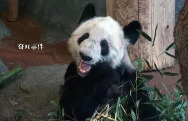 中方已完成所有丫丫回国审批事项 北京动物园兽医饲养员下周抵美