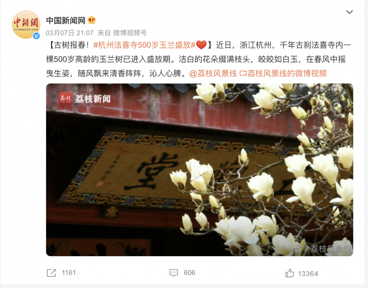 杭州法喜寺500岁玉兰盛放 清香阵阵沁人心脾