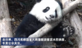 向熊猫福菀泼水3游客身份未确定 几人迅速逃走