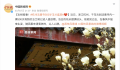 杭州法喜寺500岁玉兰盛放 清香阵阵沁人心脾