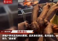 云南“健身猪”走红一头最高卖8万 主要用于配种
