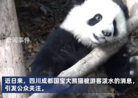 向熊猫福菀泼水3游客身份未确定 几人迅速逃走