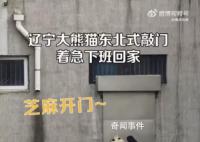 大熊猫着急下班哐哐敲铁门 网友纷纷表示这敲门的气势很东北