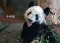 中方已完成所有丫丫回国审批事项 北京动物园兽医饲养员下周抵美