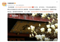 杭州法喜寺500岁玉兰盛放 清香阵阵沁人心脾