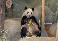 中动协:已派专家在美照料丫丫