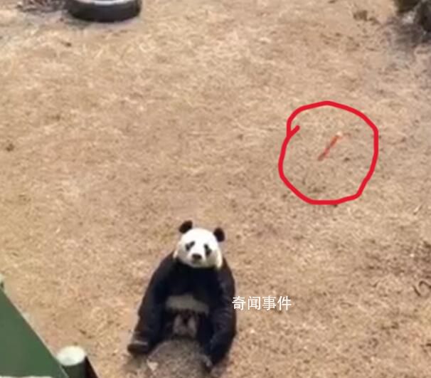 游客疑给大熊猫投喂带皮火腿肠 无法杜绝不文明现象