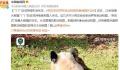 网友突击式检查世界各地大熊猫 这几天不少网友纷纷到世界各地动物园