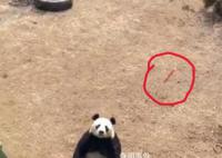 游客疑给大熊猫投喂带皮火腿肠 无法杜绝不文明现象