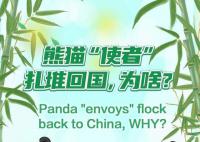 为啥熊猫使者近期扎堆回国 各国为什么愿意租借大熊猫