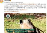 网友突击式检查世界各地大熊猫 这几天不少网友纷纷到世界各地动物园