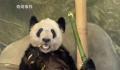 北京动物园:被认养熊猫业务