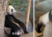 网友涌入蜂花直播间想为丫丫捐竹子 蜂花又被网友野性消费了