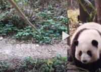 熊猫基地考虑建黑名单制度 游客不文明观看熊猫引热议