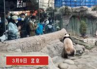 丫丫回国将吃喝自由 有专属饲养员精心照顾