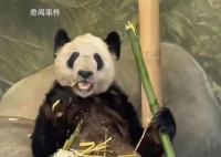北京动物园:被认养熊猫业务