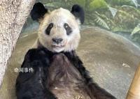 丫丫回国后将住进妈妈曾经的家 将公示丫丫回国证明