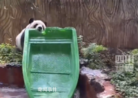 熊猫几分钟捣毁一条船 这是远古血脉觉醒了吗