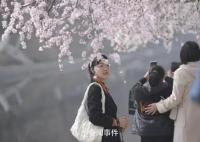 十里堡山桃花绽放 形成一幅京城春色图