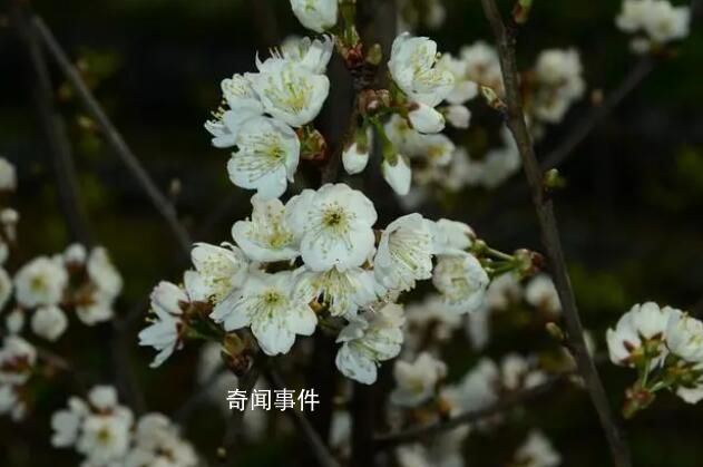 浙江选育出了“螺蛳粉”樱花 为什么要取臭臭的名字
