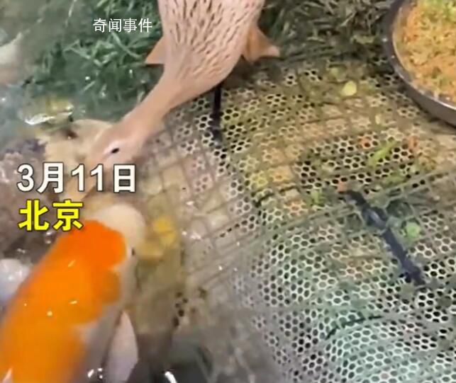 北京海洋馆回应鸭子给鱼当饲养员 引起广泛关注
