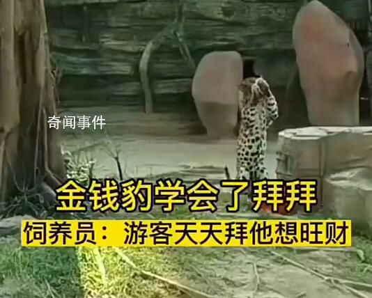 金钱豹学会了拜拜 网友：招财豹