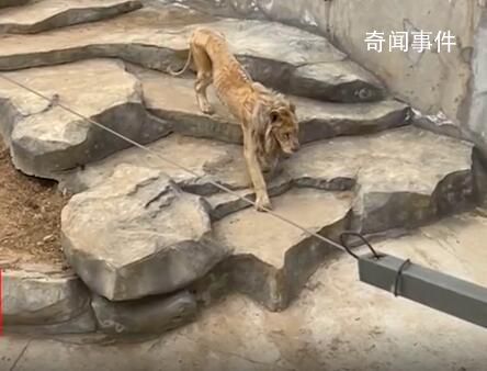动物园狮子瘦成排骨 其年纪过大进食能力减弱