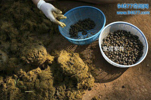 全球十大最变态食物 变态的食物有哪些 变态食物排行榜