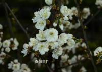 浙江选育出了螺蛳粉樱花 究竟是什么味道