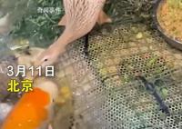 北京海洋馆回应鸭子给鱼当饲养员 引起广泛关注