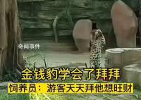 金钱豹学会了拜拜 网友：招财豹