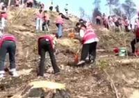 重庆去年山火救援志愿者又回来植树 沿着山脊线种下一株株新绿