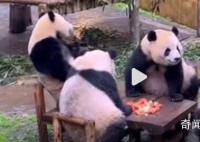 四只大熊猫凑一桌像在打麻将 果然是一方水土养一方熊猫