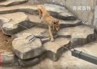动物园回应狮子瘦成“排骨” 狮子瘦是其年纪过大