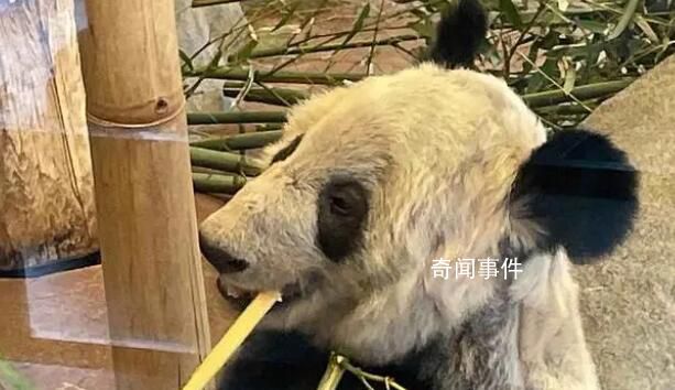 美国公示丫丫回国相关申请 示期于3月13日正式开始截至4月12日
