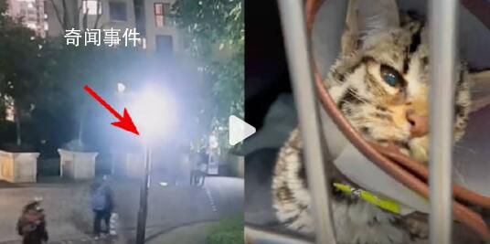 二级保护动物豹猫疑遭小孩殴打重伤 豹猫头盖骨大面积骨裂左腿骨折