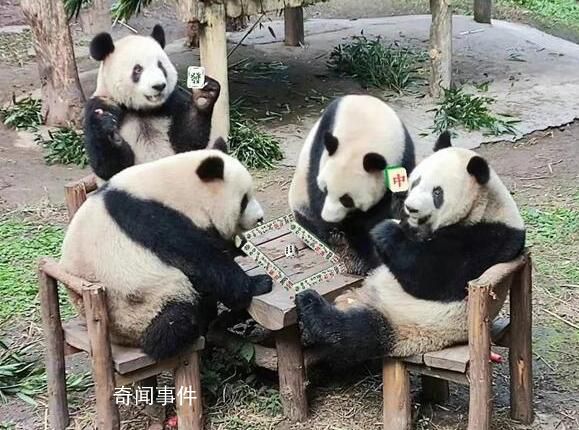 动物园回应四只大熊猫围坐一桌 它们是自己过去各自坐一张凳子