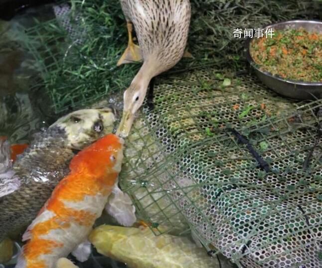 海洋馆辟谣“鸭子用嘴喂食锦鲤” 并非喂食