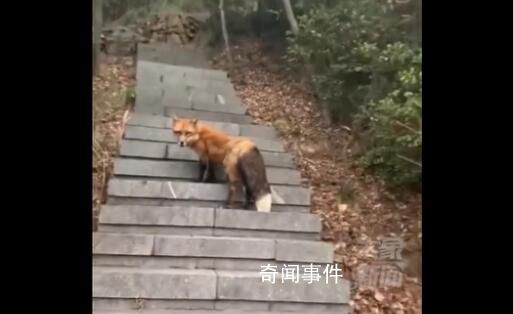 男子爬山偶遇赤狐对视引路 不知道是不是野生的比一般的要漂亮