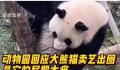 动物园回应大熊猫擦屁股出圈 应该就是正常蹭痒