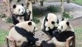 动物园回应四只大熊猫围坐一桌 它们是自己过去各自坐一张凳子
