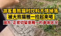 游客饮料不慎掉落被大熊猫捡来喝 喝完还顺手洗了个头