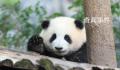 游客猛拍熊猫舜舜房玻璃 惹怒工作人员
