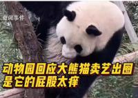 动物园回应大熊猫擦屁股出圈 应该就是正常蹭痒