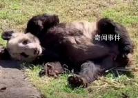 22岁的丫丫约等于人类的80岁 大熊猫的寿命和人类的寿命很不一样