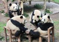 动物园回应四只大熊猫围坐一桌 它们是自己过去各自坐一张凳子