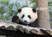 游客猛拍熊猫舜舜房玻璃 惹怒工作人员